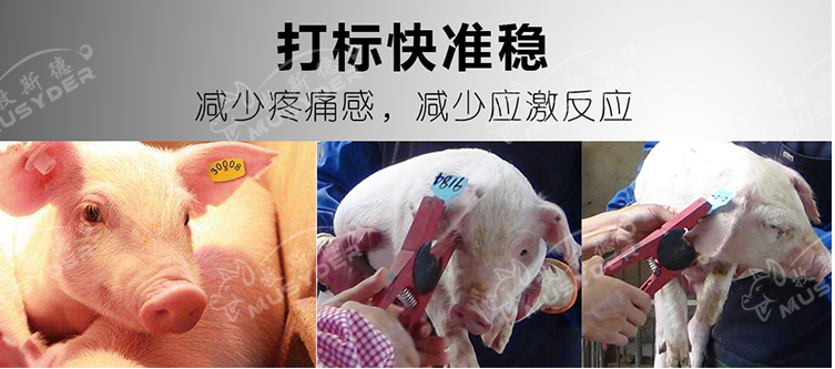 使用耳標(biāo)鉗需要注意的問(wèn)題